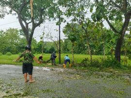 Sidorejo Diterjang Angin Kencang, Pohon Tumbang di Sejumlah Titik